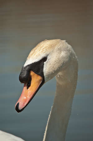 A closeup shot of the head and neck of a Mute Swan (Cygnus olor).の写真素材