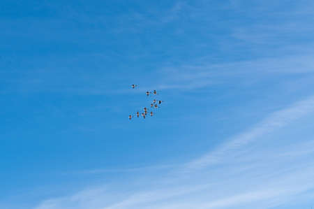 A flock of Canada Geese (Branta canadensis) in flight.の写真素材