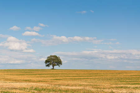 A lone tree stands in a farm field in summer with blue sky and white clouds in the background.の写真素材