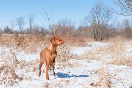 A Vizsla dog (Hungarian pointer) points at some birds in a snowy field in the winter.の写真素材
