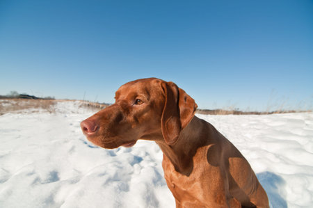 A Vizsla dog (Hungarian pointer) sits in a snowy field in winter.