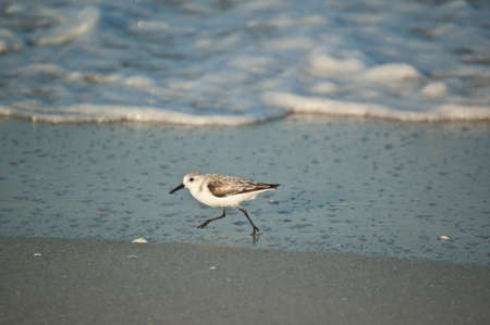 A Sanderling (Calidris alba) runs through the shallow water on a Florida beach in the morning sunshine.の写真素材