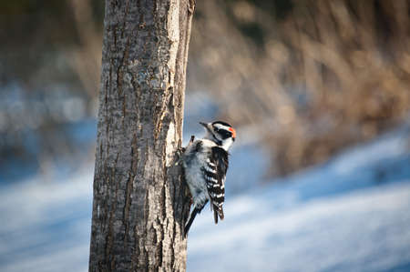 A downy woodpecker (Picoides pubescens) feeds on a dead tree trunk in winter.の写真素材