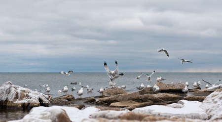 A flock of seagulls gathers on some icy rocks in winter.の写真素材
