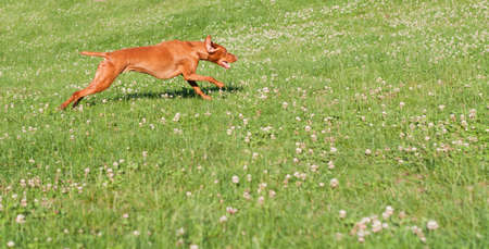 A Vizsla dog (Hungarian pointer) runs across a grass covered field.の写真素材