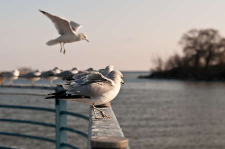 A group of seagulls on a railing by a lake.の写真素材