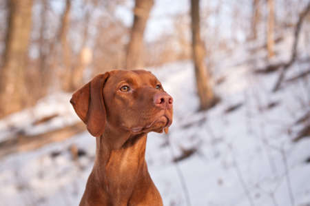 A close-up shot of a female Vizsla dog in a snowy field.の写真素材