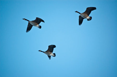 Three Canada Geese (Branta canadensis) in flight.の写真素材
