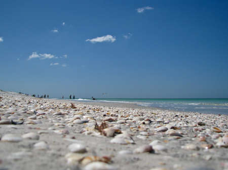 A shell covered beach on Florida's Gulf Coastの写真素材