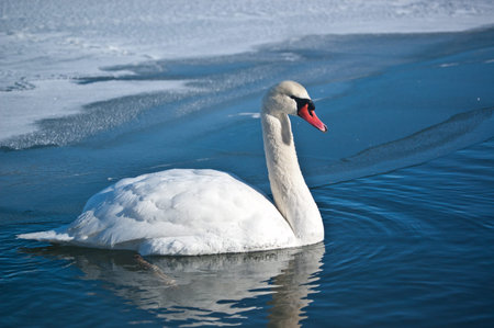 A mute swan glides through the blue waters of a partly frozen pond in Ontario, Canada.の写真素材