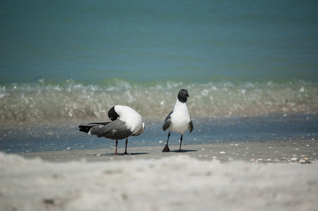 A pair of Laughing Gulls in breeding plumage walk along a sandy Florida beach 
