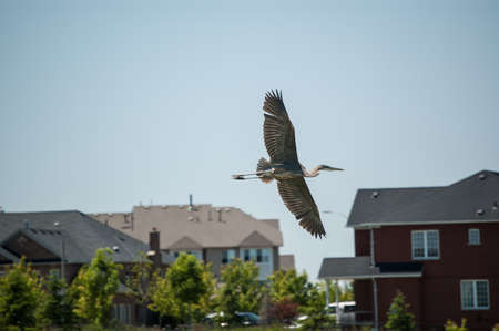 A Great blue heron flies past brick suburban homes の写真素材