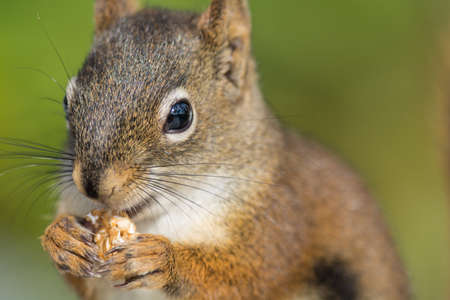 A close-up shot of a red squirrel eating some foodの写真素材