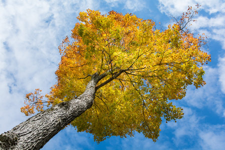 A maple tree with yellow and orange leaves in autumn with blue sky