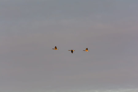 Three sunlit Canada Geese fly through an autumn sky.