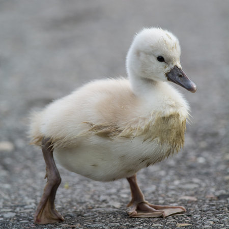 A muddy Mute Swan (Cygnus olor) cygnet walking on a path