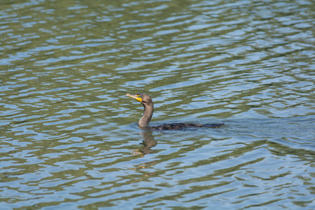 A double-crested cormorant swims in a pond.の写真素材