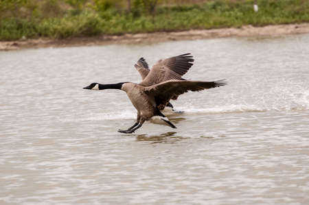 Landing Canada Geeseの写真素材