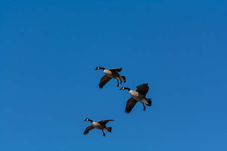 A group of Canada geese descending towards a pond.の写真素材