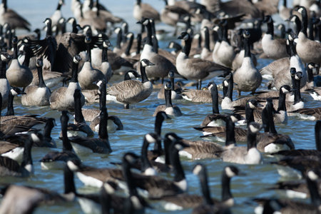 A group of Canada geese on a pond.