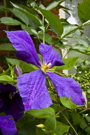 Beautiful purple flowerの写真素材