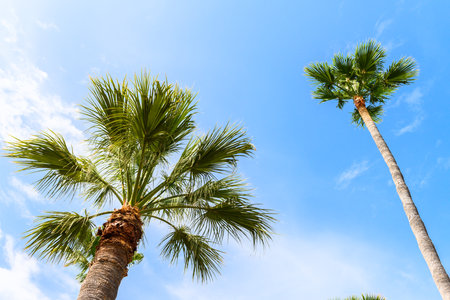 Two tall palm trees on a blue sky background with a few clouds, in Ibiza. One tree is taller than the other. It is a beautiful sunny spring dayの写真素材