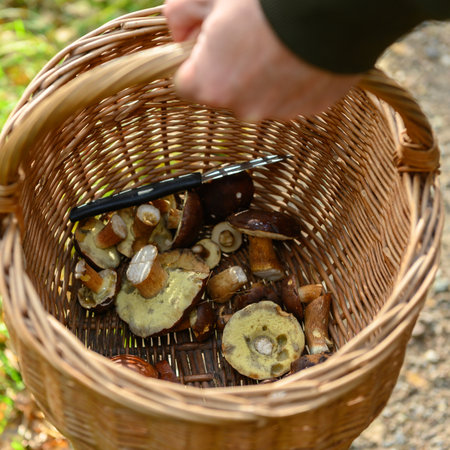 Man holding a willow basket with a late harvest of delicious flap mushrooms. There is also a small knife in the basket, for cutting the mushrooms. It is a sunny autumn day.の写真素材