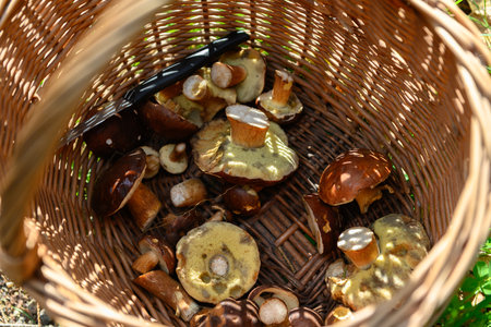 Willow basket with a late harvest of delicious flap mushrooms. There is also a small knife in the basket, for cutting the mushrooms. It is a sunny autumn day.の写真素材