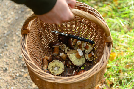 Man holding a willow basket with a late harvest of delicious flap mushrooms. There is also a small knife in the basket, for cutting the mushrooms. It is a sunny autumn day.の写真素材
