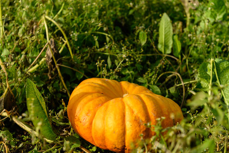 Big orange pumpkin lying in its natural environment in a field, waiting to be picked up.It is a beautiful sunny autumn dayの写真素材