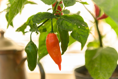 Fresh, ripe, beautiful, red and green chili peppers hanging on their plants in a greenhouse.の写真素材