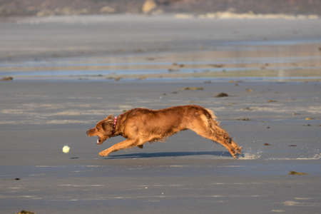 The dog had a lovely morning on the beach chasing after tennis ballsの写真素材