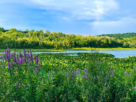 Congers, NY - USA - August 8, 2021: Horizontal sunset view of Rockland Lake's shoreline in Rockland Lake State Park at sunset.の写真素材