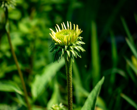 A vibrant Echinacea, or Coneflower, stands tall in the glowing in warm summer light against a lush green backdrop, radiating natural beauty.の写真素材