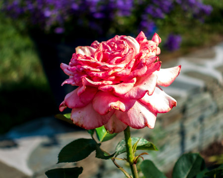 The image features a hybrid tea rose or garden rose, showcasing its characteristic layered and spiraled petals in a large, well-formed bloom against a softly blurred background.の写真素材