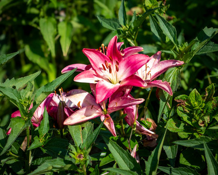 A vibrant Asiatic lily bursts with color, its broad petals unfurling in shades of red. Delicate speckles and prominent stamens stand out against lush green foliage in soft focus.の写真素材