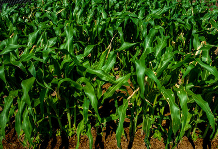 Corn, or maize, is a widely grown cereal grain. The plants in the image feature tall, sturdy stalks and broad green leaves, thriving under the sun in rows across fertile fields.の写真素材