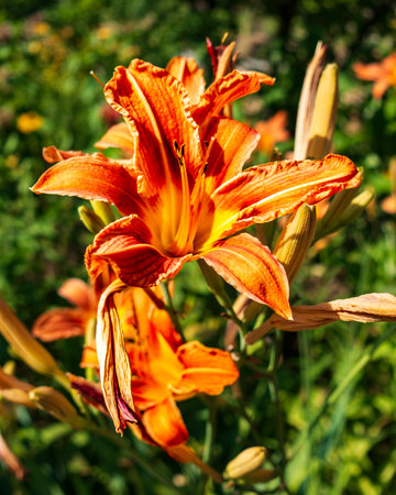 The vibrant orange, trumpet-shaped flower is an Orange Daylily, or Hemerocallis fulva, displaying a well-formed bloom that stands out beautifully against a softly blurred background.の写真素材