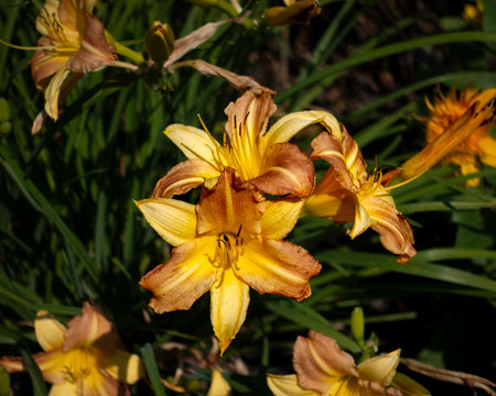 The plant in the image is a Daylily, Hemerocallis fulva, commonly called Tawny or Orange Daylily, known for its bright orange blooms that brighten gardens with their vibrant, trumpet-shaped flowers.の写真素材