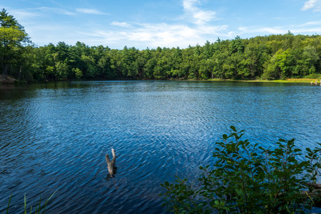 Amherst, MA - US - Aug 23, 2025 The serene Puffer's Pond surrounded by a dense, vibrant green forest under a bright blue sky with scattered clouds, a lone log partially submerged.の写真素材