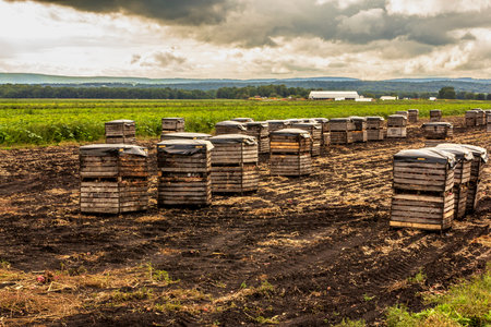 A dramatic sky looms over a Black Dirt farm in Pine Island, Orange County, NY, where wooden crates filled with harvested crops await transport.の写真素材