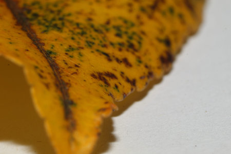 Single yellow leaf close up spotted with green and brown against a white backdrop