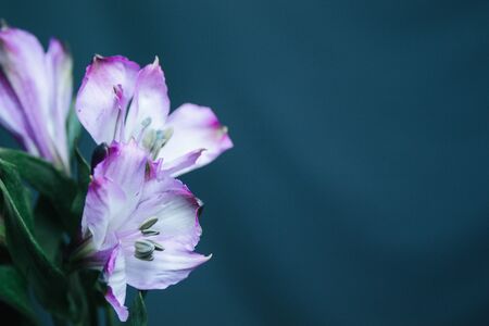 Mothers Day Bunch purple two flowers left30の写真素材
