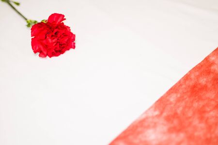 Mother's Day Single Red Flower with Tissue21の写真素材