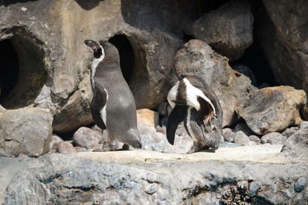 Penguins standing around in front of their home.の写真素材