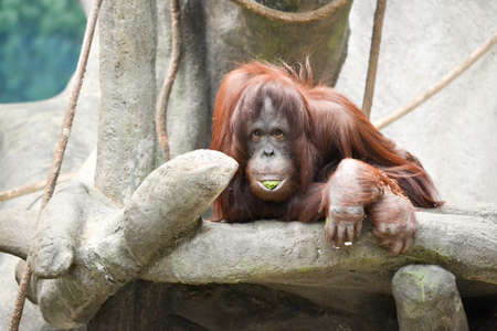Caught this orangutan eating his lunch.の写真素材