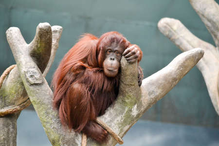 The orangutan is taking it easy in his tree.の写真素材