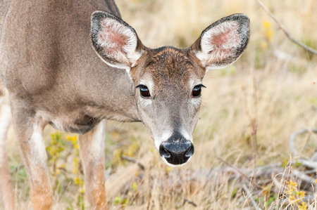closeup portrait of a deer