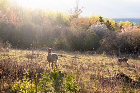 deer grazing in a field filled with evening lightの写真素材