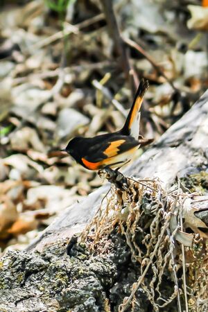 American Redstart Posing - Setophaga ruticilla, posing at Rydell Wildlife Refuge, MN.の写真素材